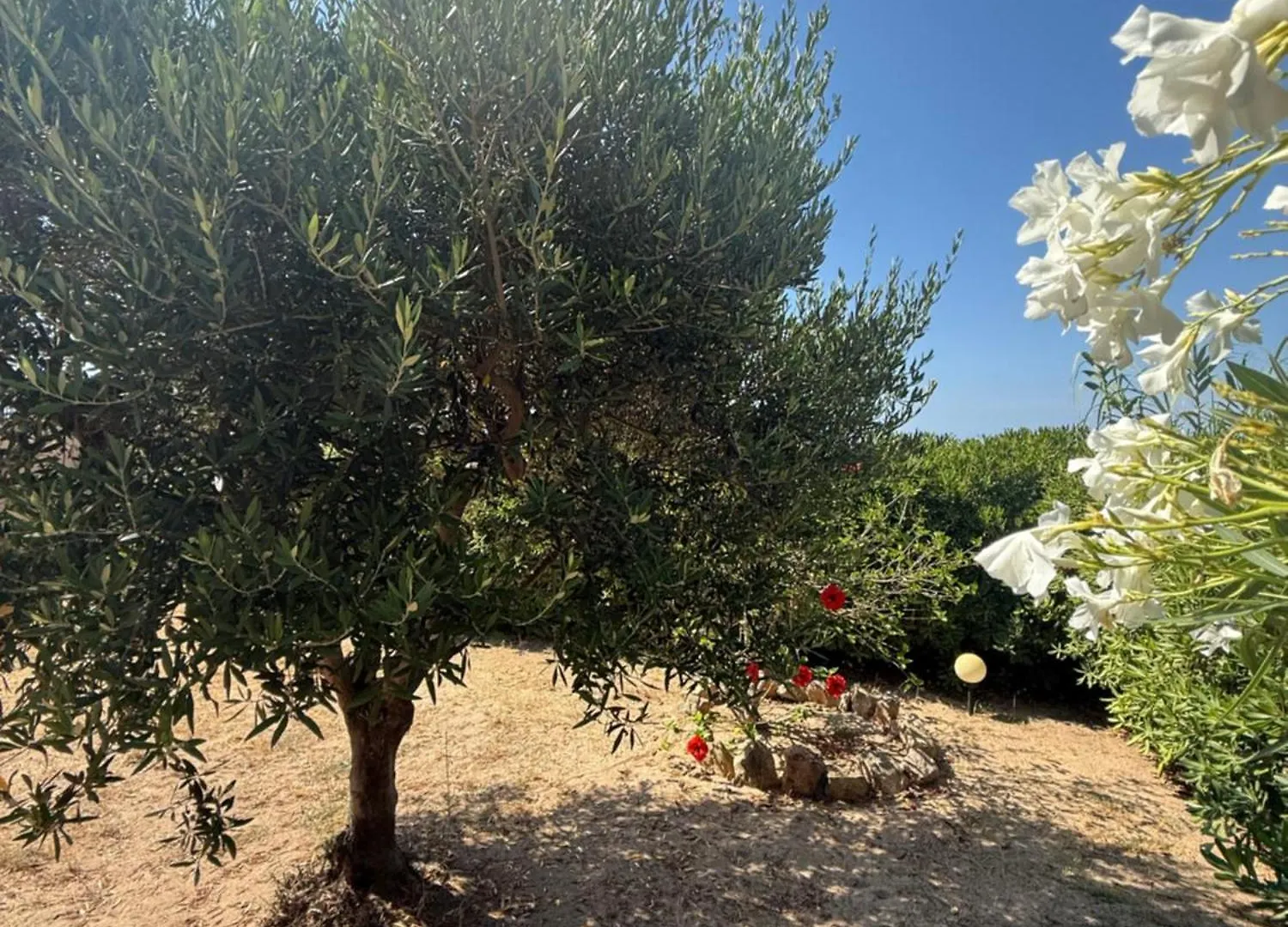 Villa Oliva Costa Paradiso
